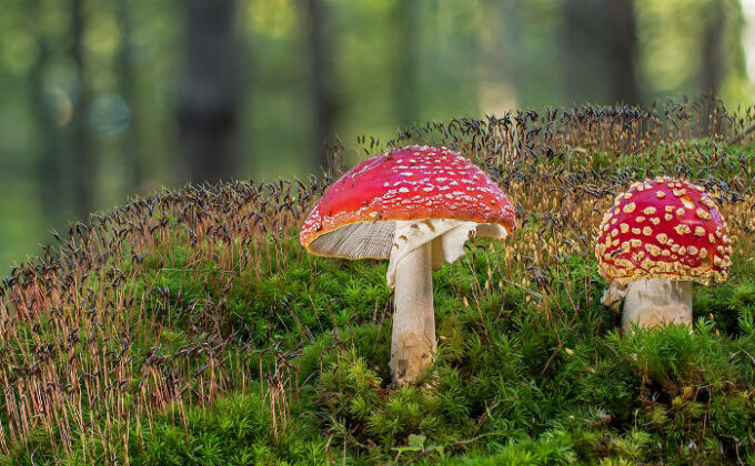 Suchen, finden, essen – Tipps für das Pilzesammeln im Herbst