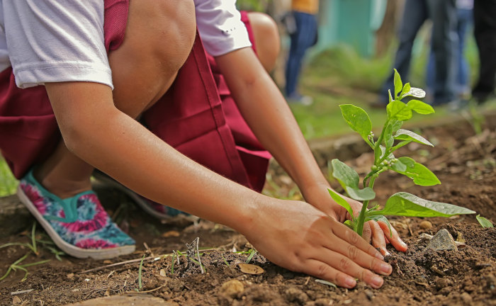 Trend zur Nachhaltigkeit: Grüne Versicherungen auf dem Vormarsch