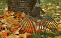 Sturzgefahr durch Herbstlaub: Wer die Blätter vom Gehweg räumen muss