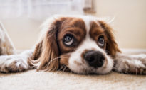 Corona-Krise führt zu Haustier-Boom: Der richtige Versicherungsschutz für Hunde