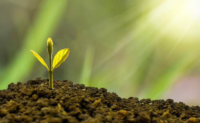 Was Sie über nachhaltige Versicherungen wissen sollten