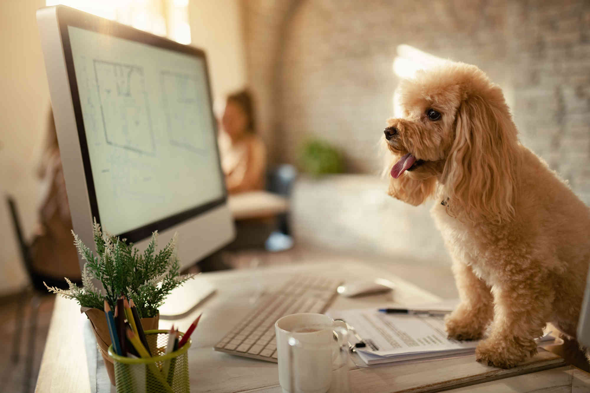 Kollege auf vier Beinen: Mit Hund ins Büro – so klappt es mit dem neuen Teammitglied