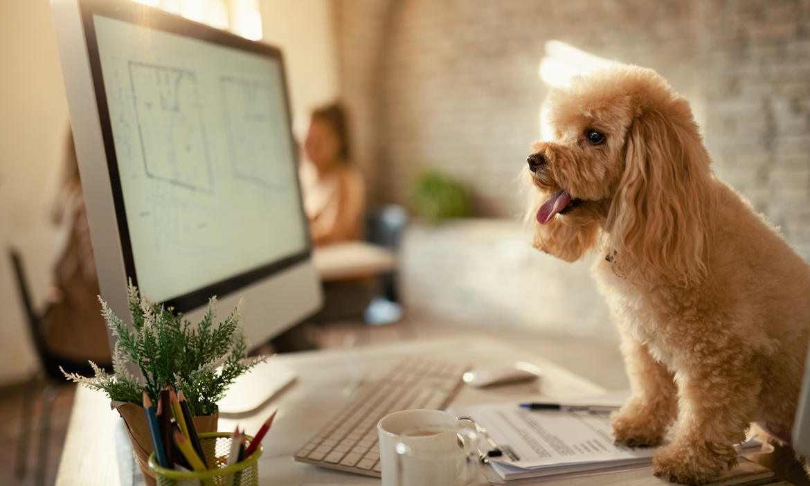 Mit Hund ins Büro – so klappt es mit dem neuen Teammitglied